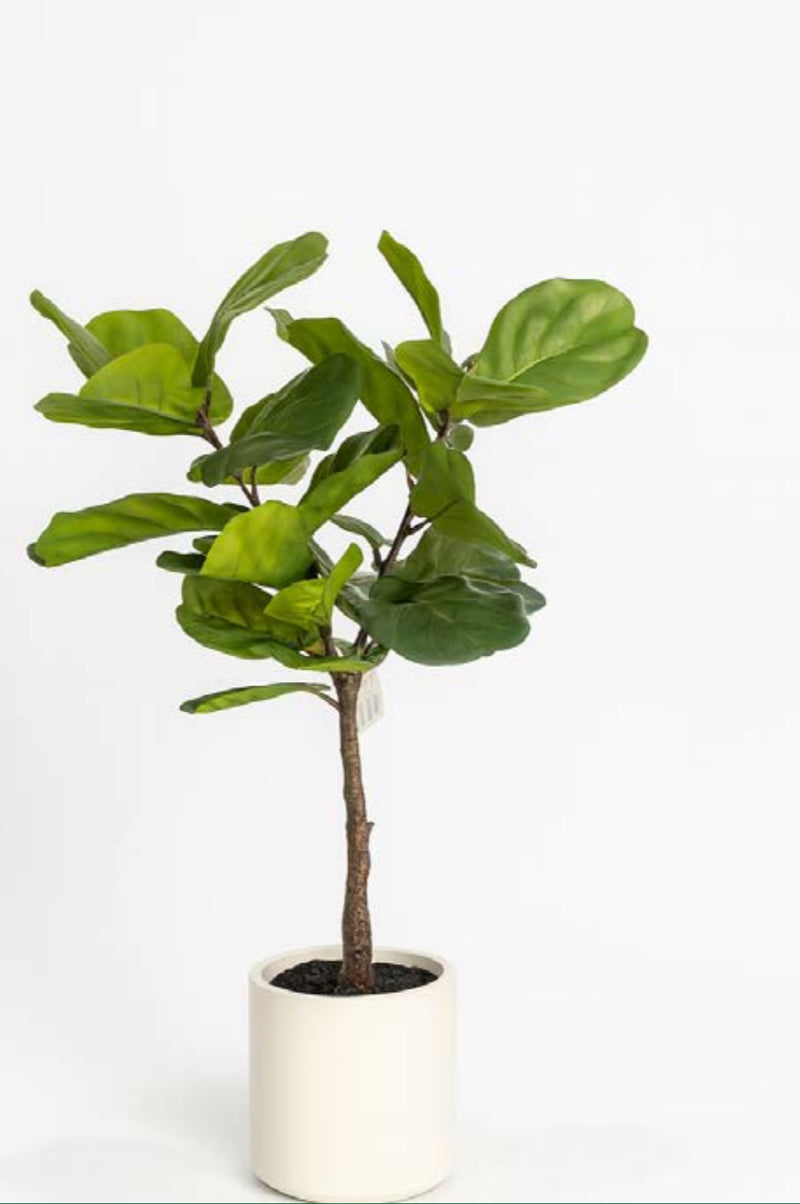 עציץ מלאכותי פיקוס כינורי 1 מטר כולל כד