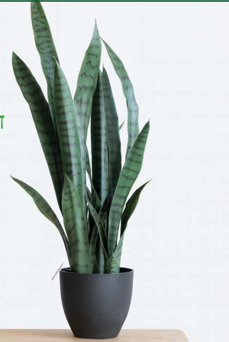 עציץ מלאכותי דגם  סנסיוורה 90 ס"מ