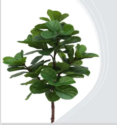 עץ פיקוס כינורי 1.8 Hootam