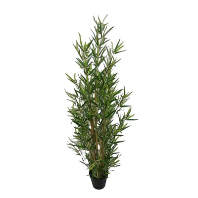 עץ במבוק קטן Hootam