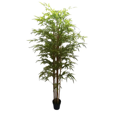 עץ במבוק גדול Hootam