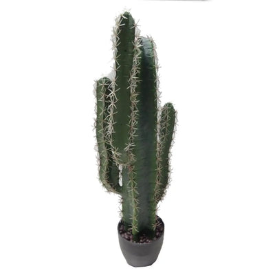 עץ קקטוס סן פדרו Hootam