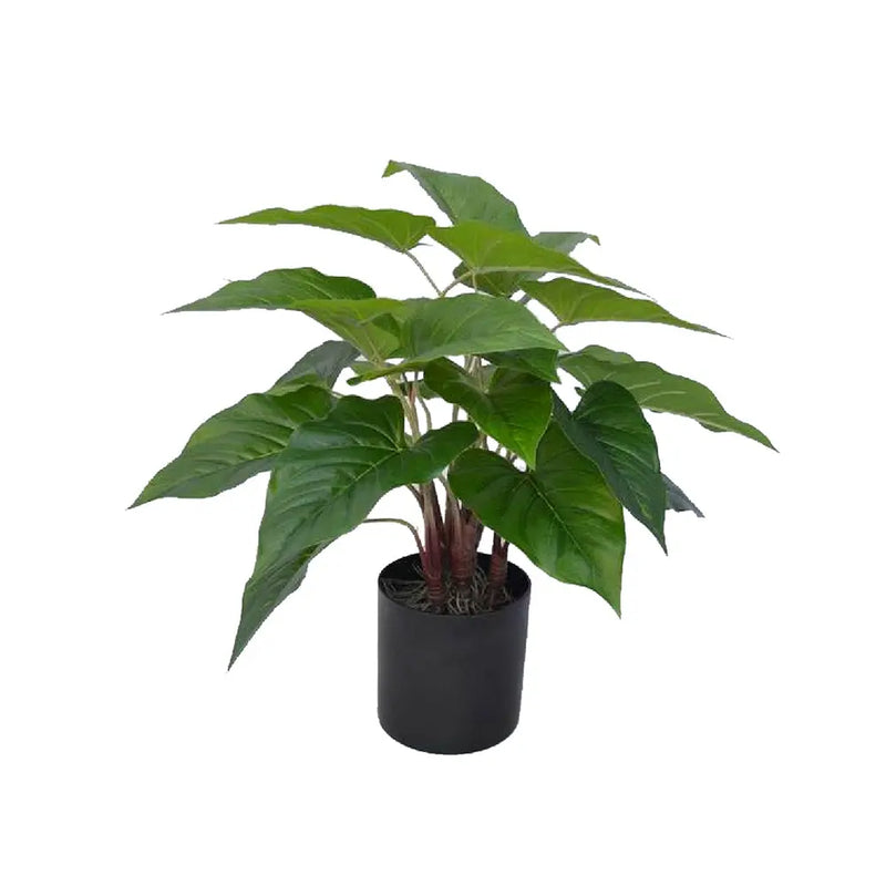 עציץ אנטוריום ירוק מראה בינוני Hootam